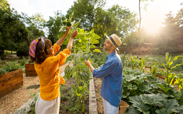 Man and woman take care of sunflowers, growing local vegetables at home garden or farmland on sunset